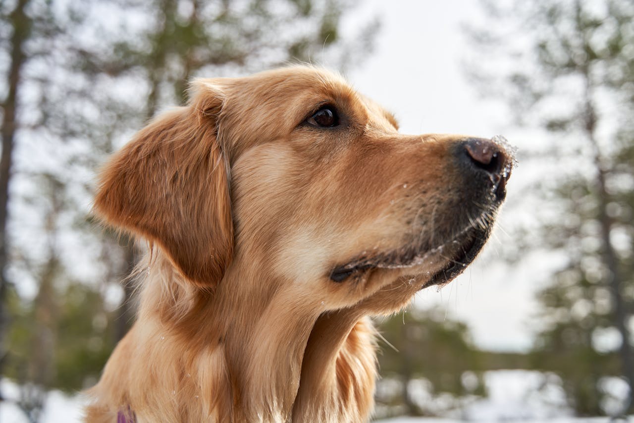 Golden Retriever close-up with nature background in Norway.
